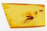 Detailed Fossil Fungus Gnat (Exechiini) In Baltic Amber #272632-1